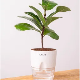 kyari Ficus Lareta/Fiddle Fig Plant With Self Wateringing 4Inch Pot- White image 3