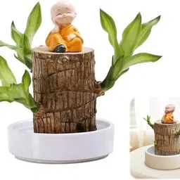 green view Brazilian Wood-picture-45