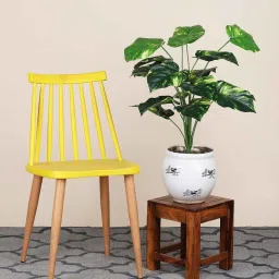 foliyaj 18 Leaf Money Plant Bunch 2 Feet Tall without Pot Indoor Plants image 1