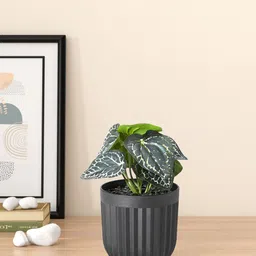 Living scapes by Pantaloons Artificial Plant-image-57