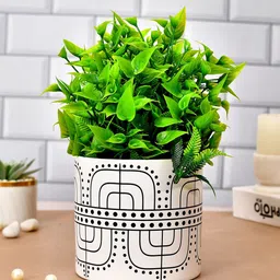 TAYHAA White & Black Chic Line Design Ceramic Planter-picture-31