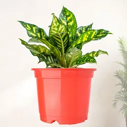 Kuber Industries 10Pc Red & Black Lightweight Planters image 2