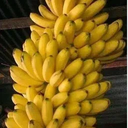 petalpath Banana Plant image 3