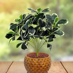 Garden Deco Green & White Artificial Bushy Plant-picture-34