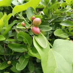 breezy blooms Karonda Plant-picture-29