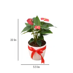 nurserylive Red Anthurium Natural Plant image 2