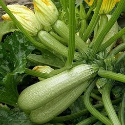 knessin Organic Bush Type White Zucchini Seeds For Planting - (100 Seeds) Seed-picture-25