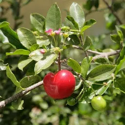 Golden Bloom Barbados Cherry Apple Cherries Variety Fruit (Air Layering/Grafted) Live Plants & Tree (1-1.5 Ft Size) (Next Year Get Fruits) image 2