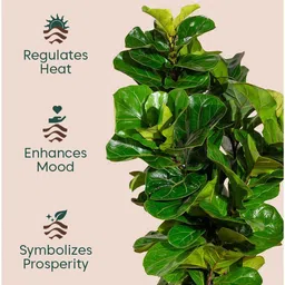 kyari Bambino With Arbor Pot - Yellow image 2