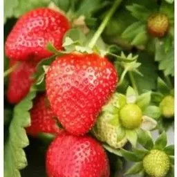 maa Strawberry, Strawberries Seed image 2