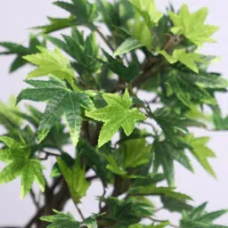 casacraft from pepperfry Green Artificial Maple Bonsai Plant with Ceramic Pot image 4