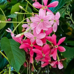 ridhima enterprise Madhumalti/Rangoon Creeper image 4