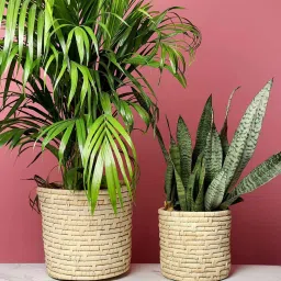 habereindia Palm Leaf Planter Basket,Multipurpose Storage Basket,Toy Basket For Shelves,Beige,Round (Set Of 2- S,M) image 1