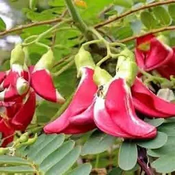arshiayat agathi seeds, sesbania grandiflora seeds, Agati grandiflora Seed-picture-10
