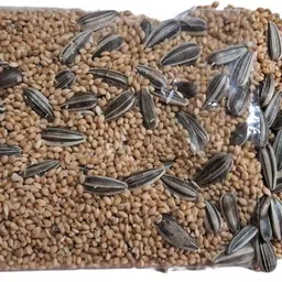 algo Quality kangni Seed Bird Food Foxtail Millet Seeds for Birds Fruit 4 kg Dry Adult Bird Food image 1