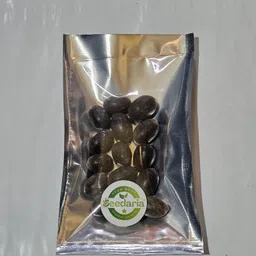 nurseryfriends ™ Japanese lotus plant Seed, Hybrid lotus floer seed Seed image 3