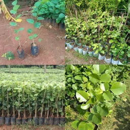 ibains Red chandan tree seeds pack of 44 Seed image 3