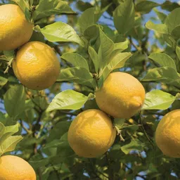 alogardening Lemon Plant-picture-13