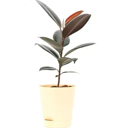 ugaoo Rubber Medium Low Maintenance Plants image 4