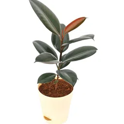 ugaoo Rubber Medium Low Maintenance Plants image 3