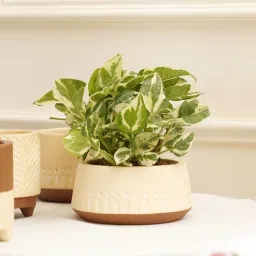 Gardenia Cream Terracotta Desk Pot by Purezento-picture-33