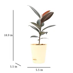 ugaoo Rubber Medium Low Maintenance Plants image 2