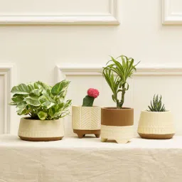 Gardenia Cream Terracotta (Set of 4) Desk Pot by Purezento-picture-26