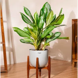 kyari Aglonema Ice With Arbor Pot - Grey image 1