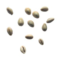 RUKDA Natural Cowrie/Kawri/Kodi Shells - Essential for Lakshmi Puja, Daily Rituals, and Exquisite Handcrafted Jewelry, Wall Hangings, and Sari Embellishments - Set of 11 Pieces image 2