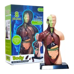 TXMR-027 Human Body Model 9.6 Inch Human Body Model With 7 Detachable Organs Biology Science Learning Kit Educational Anatomy Model For Classroom Teaching Science Projects - RS6978TXMR-027 Human Body Model 9.6 Inch Human Body Model With 7 Detachable Organs Biology Science Learning Kit Educational Anatomy Model For Classroom Teaching Science Projects - RS6978-picture-22