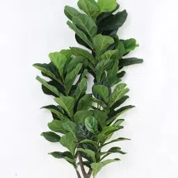 Green Plastic Artificial Real Touch Fiddle Leaf Fig Plant by Fourwalls image 5