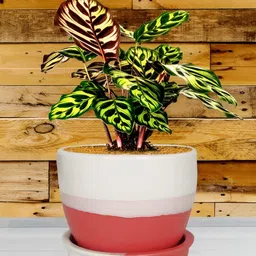 LASAKI Red White 2 Pieces Colourblocked Ceramic Planter With Holder image 5
