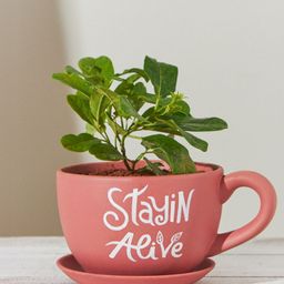 Chumbak Coral Pink Stayin Alive Printed Planter-picture-32