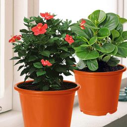 Kuber Industries Set Of 10 Orange Plastic Planter Pot With Drainage Hole-picture-37