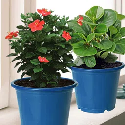 Kuber Industries Pack of 8 Blue Solid Plastic Planters With Drainage Hole-picture-25