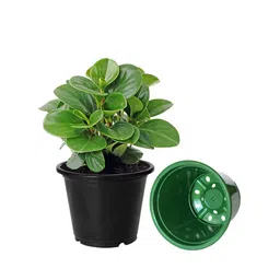 Kuber Industries Pack of 4 Solid Plastic Planters With Drainage Hole image 3