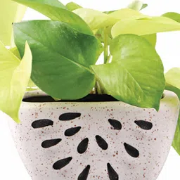 White Ceramic Watermelon Shape Desk Pot Planter by Ugaoo image 4