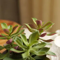 Pure Home and Living Green Artificial Succulent with Cement Pot image 2