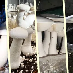 nurseryfriend Mushroom 1 Kg White Milky Mushrooms 1st Generation Spawn/Seeds CO2 Variety Seed image 2