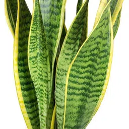 aquinnah Snake Plant image 3