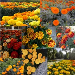n.g.m. agrocare Marigold Mix Hybrid Flower 1000 Seed image 1