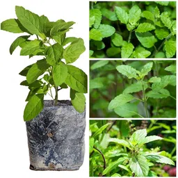 cloud farm Tulsi Plant-picture-14