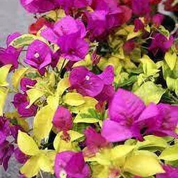 mamoni traders Bougainvillea Plant-picture-18