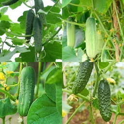 ibains Cucumber seeds hybrid Kakari sosa seeds pack of 46 Seed image 4