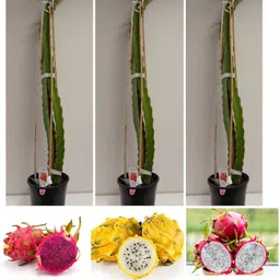 cloud farm Dragon Tree-picture-11