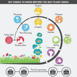 arshiayat Malabar Spinach, Pui Shak, Basella Alba Seeds Seed image 4