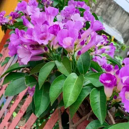 ridhima enterprise Garlic Vine Plant image 4