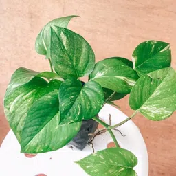 cloud farm Money Plant image 4