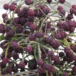 corofitam Rudraksh Live Plant-picture-13