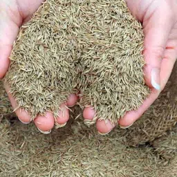 seedkart english lawn grass seeds Seed image 1